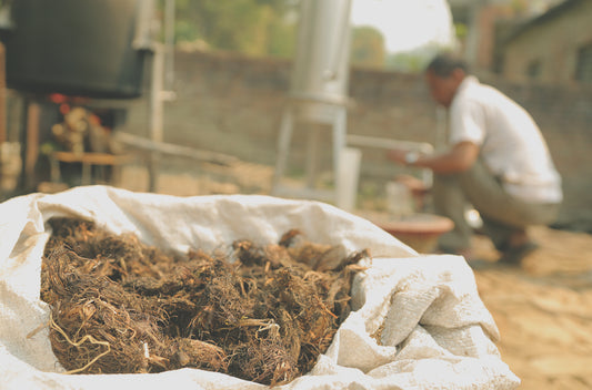 Soterra Indiai nárdus illóolaj - spikenard 5ml