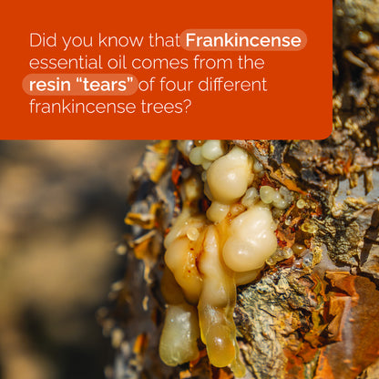Frankincense Oil Essential Oils Did You Know Social Media US English Instagram Educational Square 1