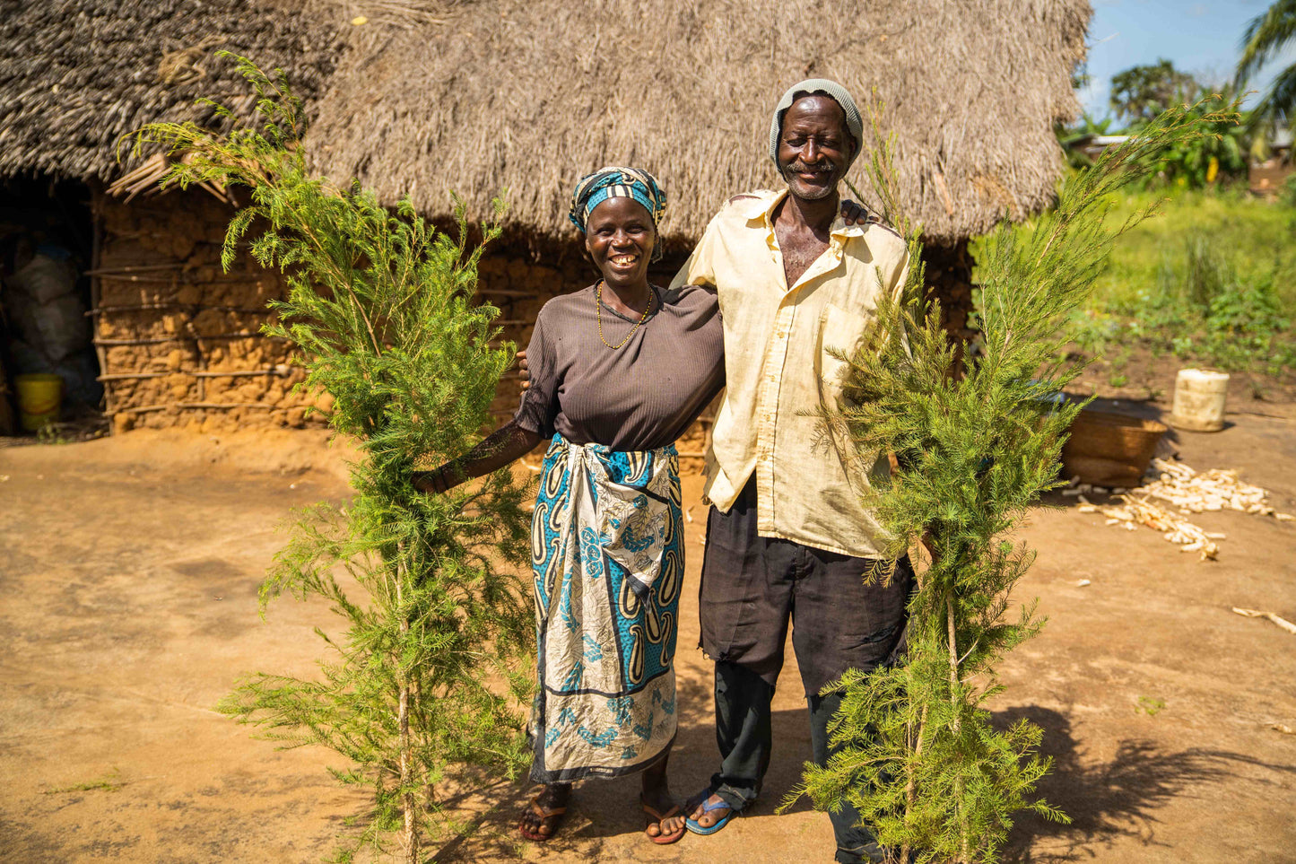 3X Impact Tea Tree, Kenya 12