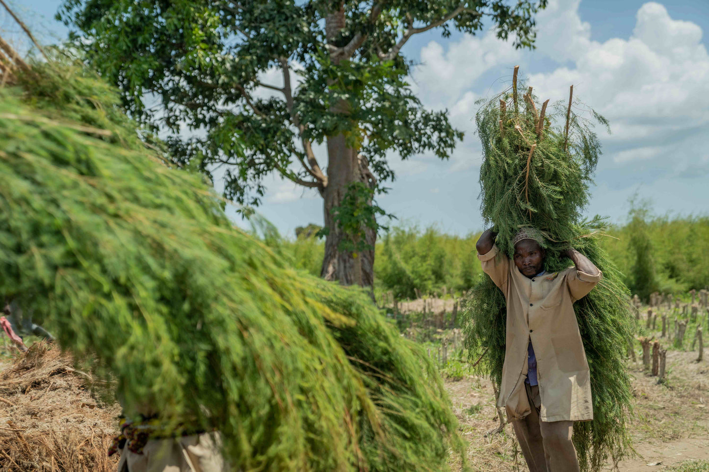 Doterra Teafa (Tea tree) illóolaj 15 ml