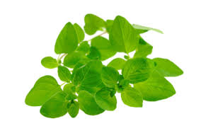 Doterra Majoranna  illóolaj - marjoram 15ml