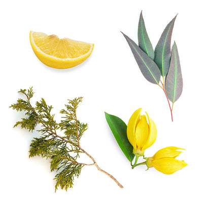 doterra terrashield illóolaj keverék mi van benne